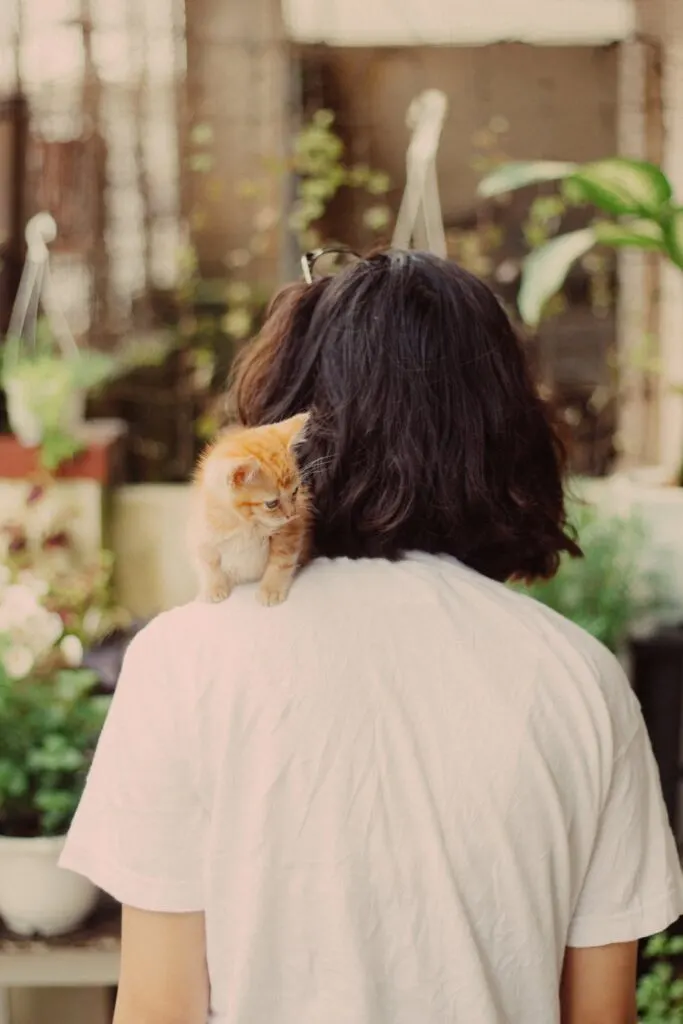 kitten sitting on person shoulder