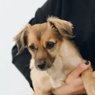 dog is in person's arm on black sweater