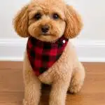DIY reversible dog bandana in red and black buffalo plaid fabric with snap closure, modeled by a small curly-haired dog for an easy beginner sewing project.